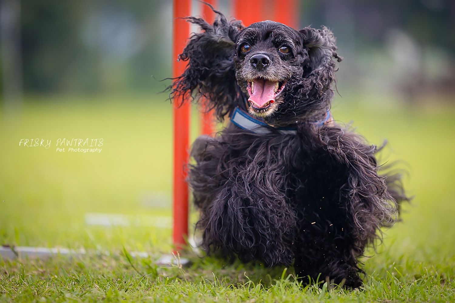 outdoor portrait of a running black American cocker spaniel