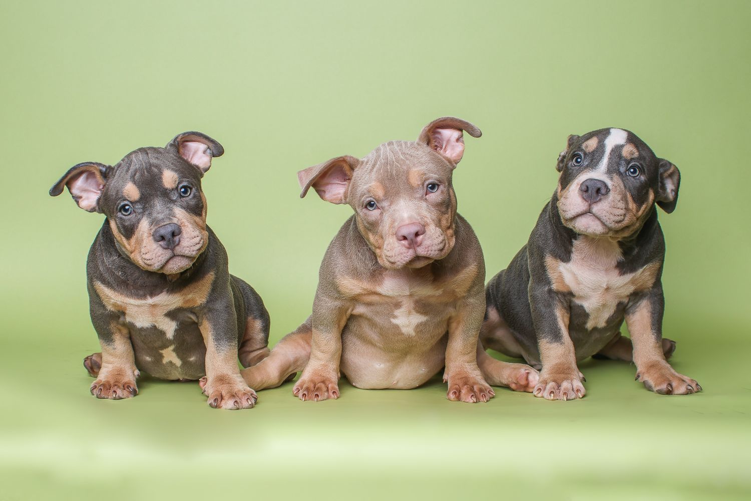studio portrait of three puppies posed with a light green background