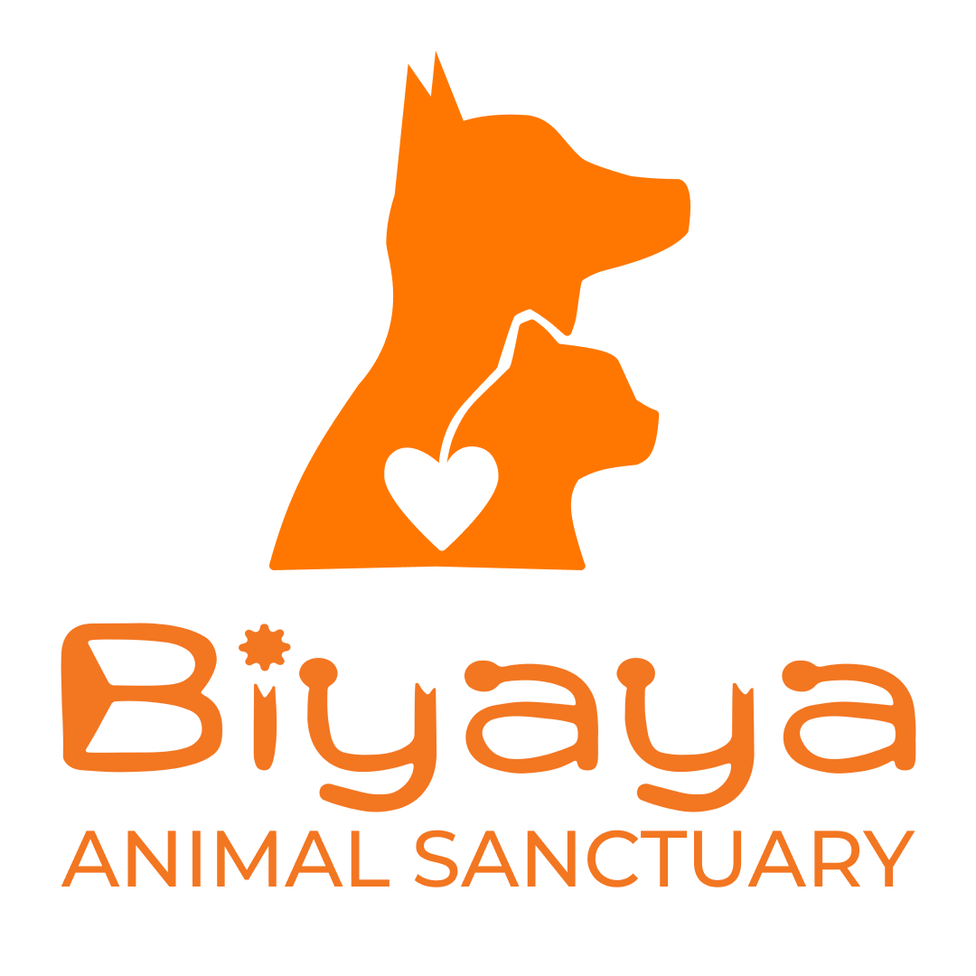 Orange logo design for Biyaya Animal Sanctuary featuring silhouettes of a dog and cat with a heart shape between them.