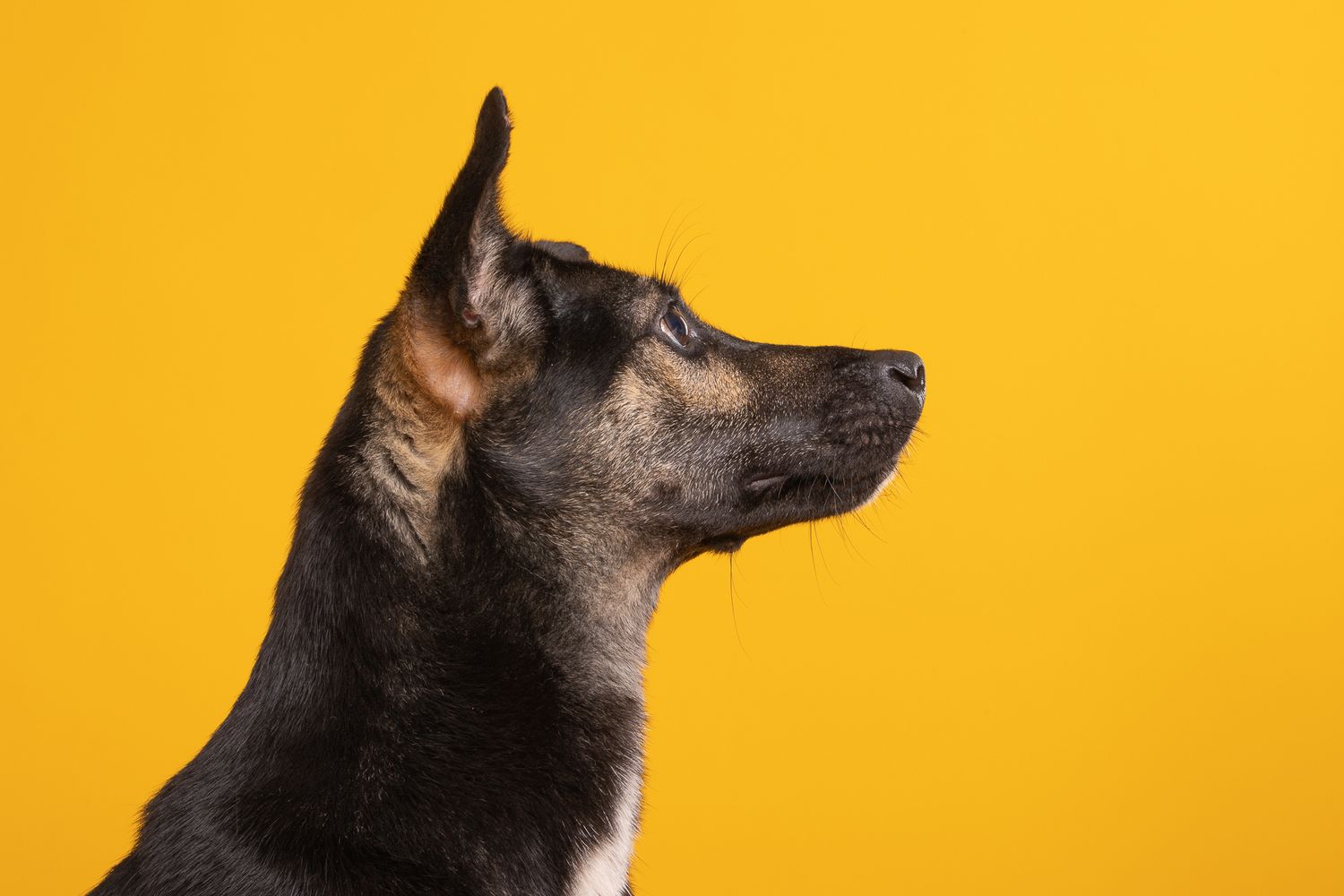studio profile portrait of a black dog posed with a golden yellow background