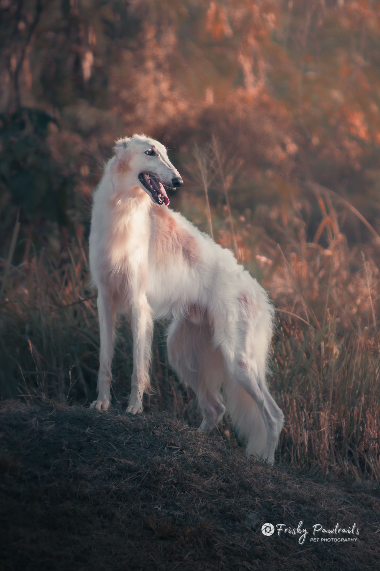 outdoor portrait of a Borzoi