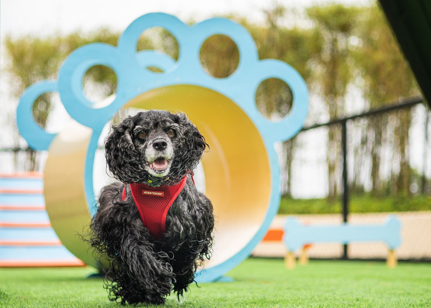 Black cocker spaniel wearing red harness runs through blue paw-shaped tunnel on agility course during training.