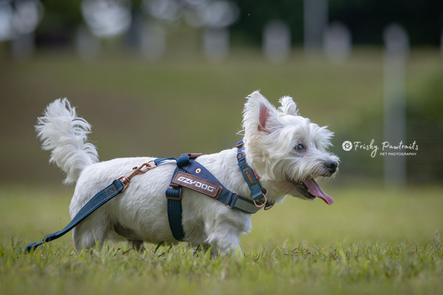 Energetic West Highland White Terrier running across grass field wearing blue harness and leash.