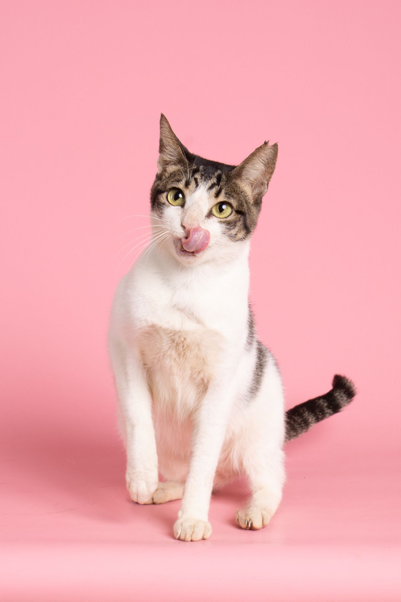 studio portrait of a cat posed with a pink background