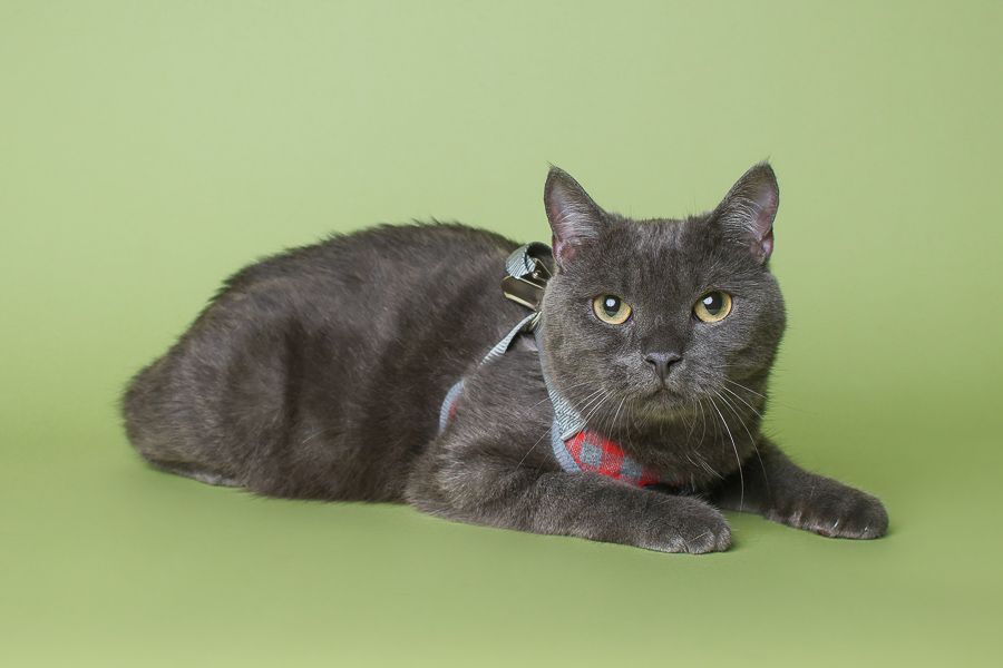 Gray cat wearing a red collar lying down against green background.