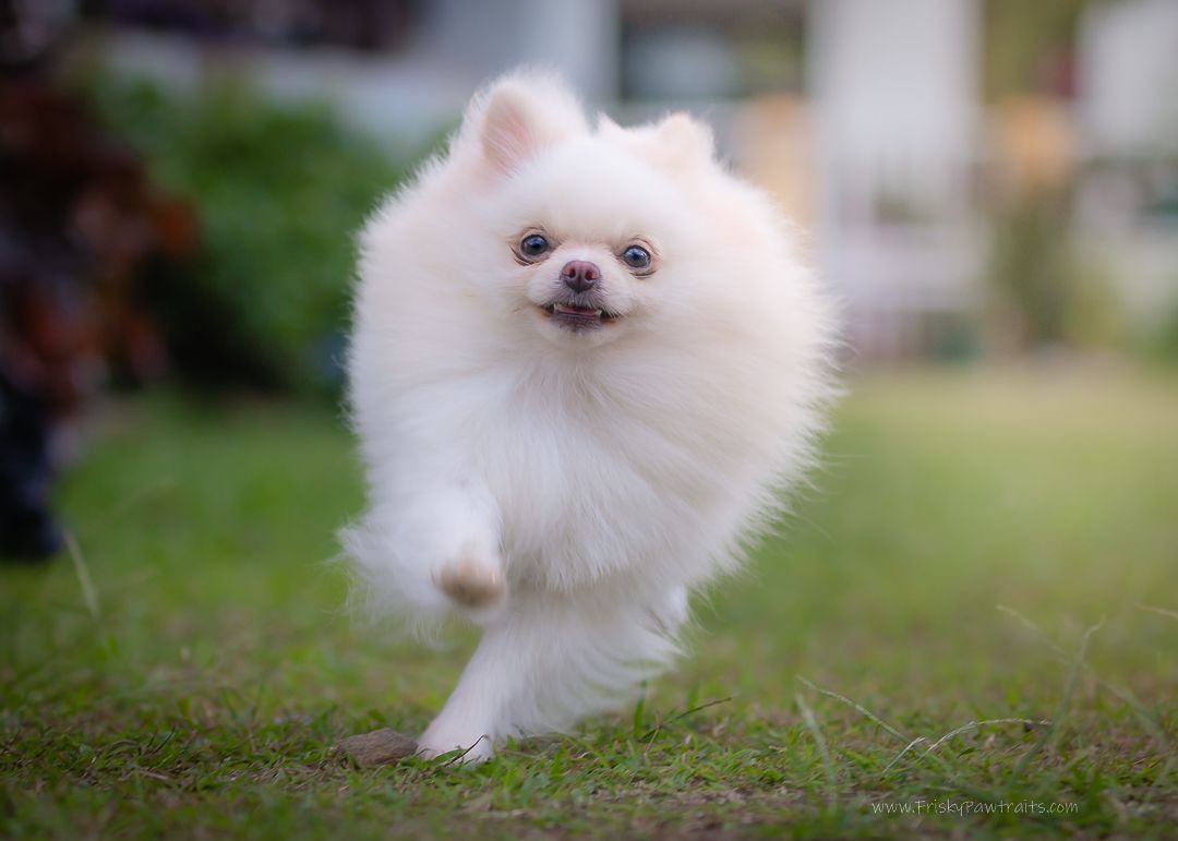 a running shot of a white Pomeranian dog