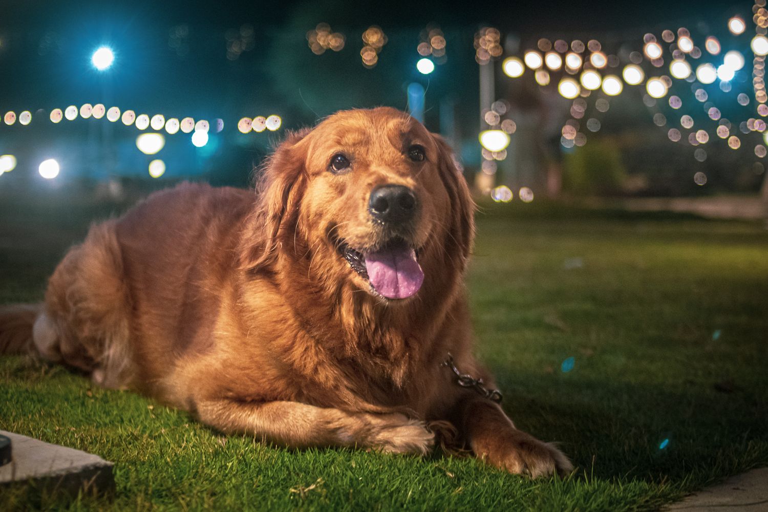 Golden retriever dog lying in grass at night with bokeh lights in the background.