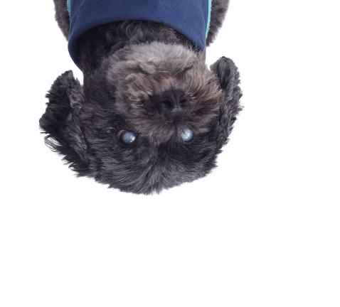 Scout