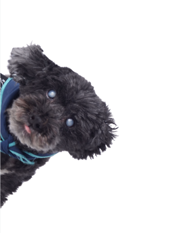 Scout