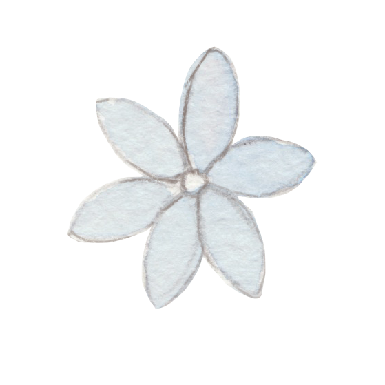 A delicate white flower illustration with six pointed petals drawn in soft watercolor and pencil style.