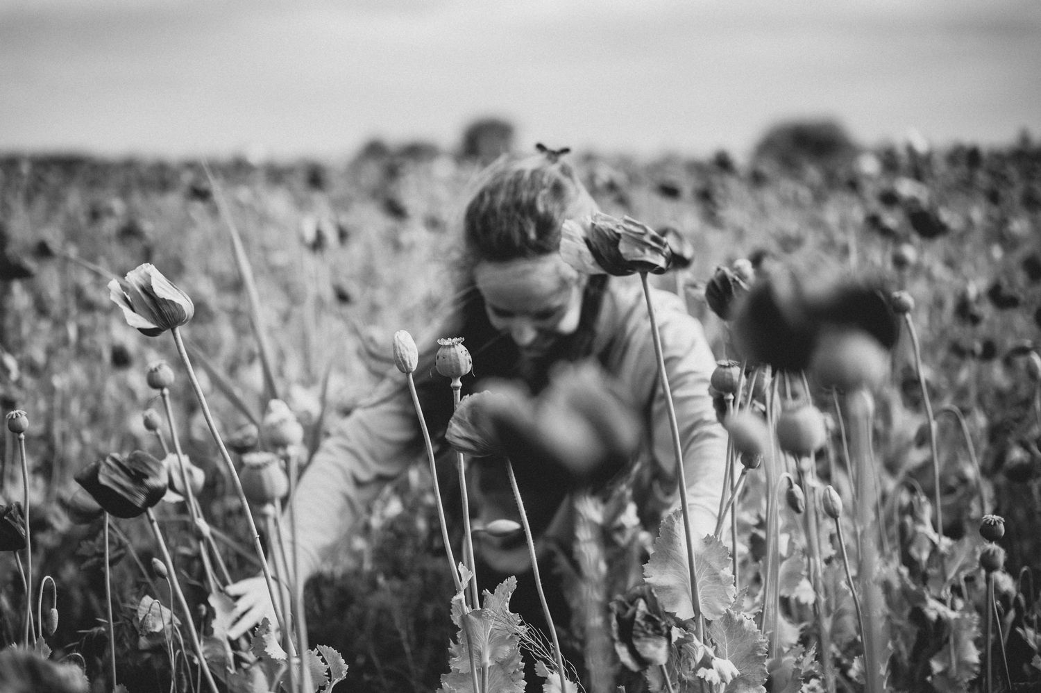 A photographer takes a close shot in a field of black and white wildflowers on a cloudy summer day.