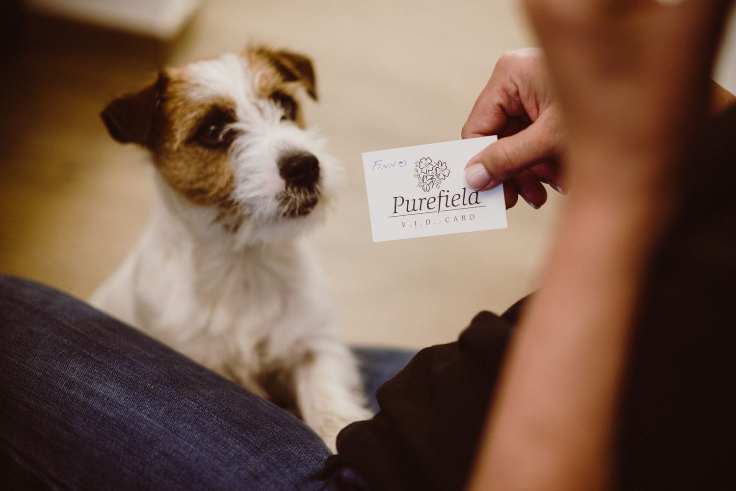 A small terrier dog looking attentively at a business card being held in front of it.
