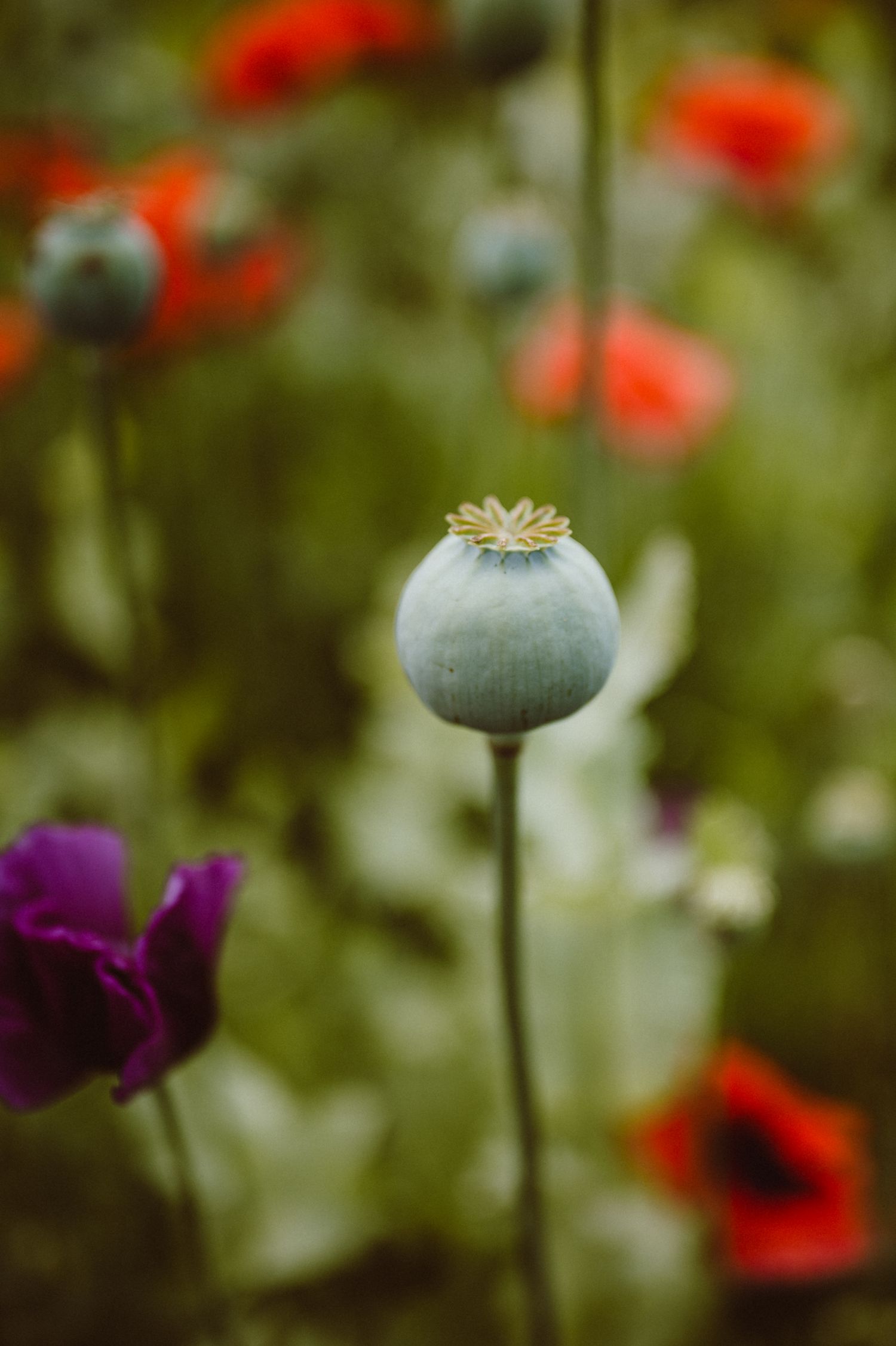 Close-up of a blue-gray poppy seed pod with red and purple flowers blurred in the garden background.