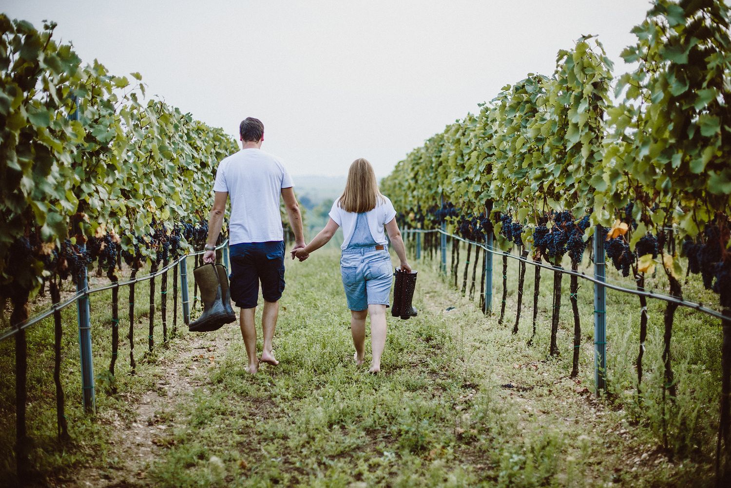 Couple walking through vineyard rows carrying wine bottles at sunset.