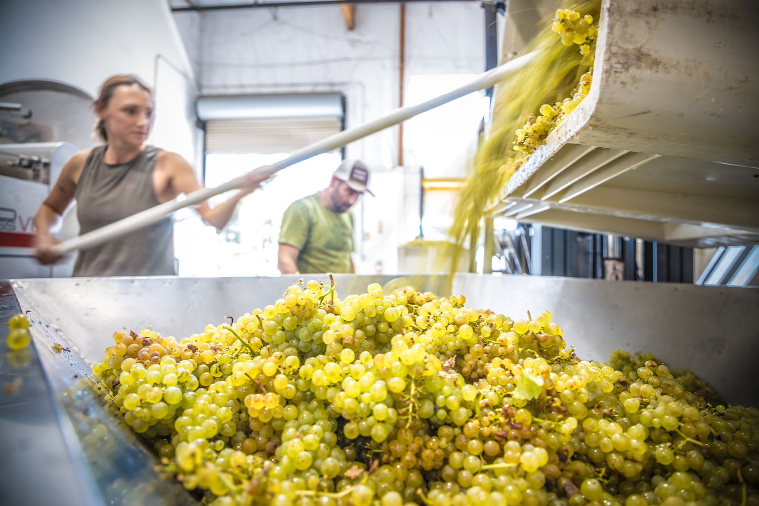 Fresh golden grapes being processed at a winery during harvest season.