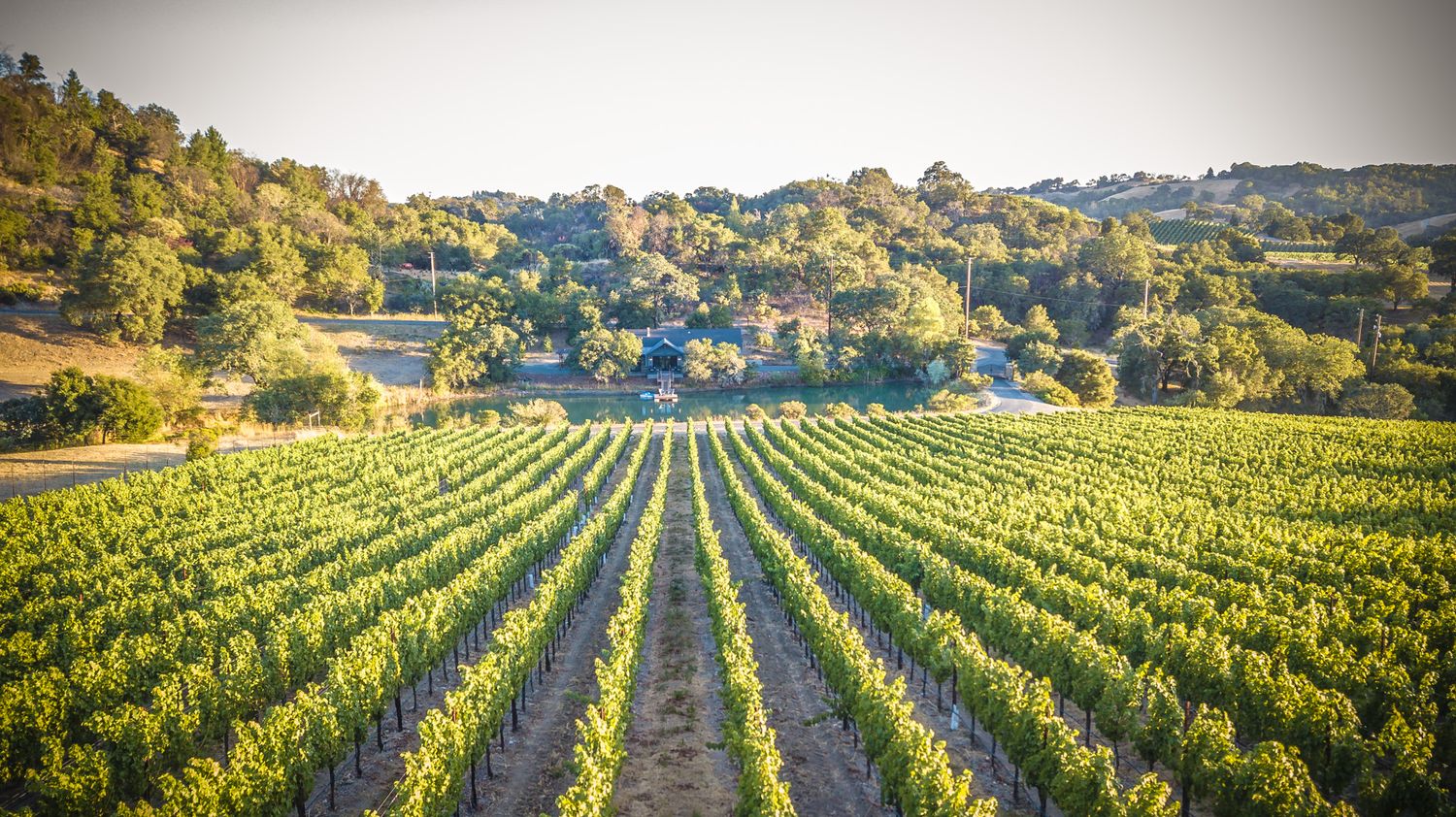 Sunset view over neat rows of grapevines stretching across a hillside vineyard.