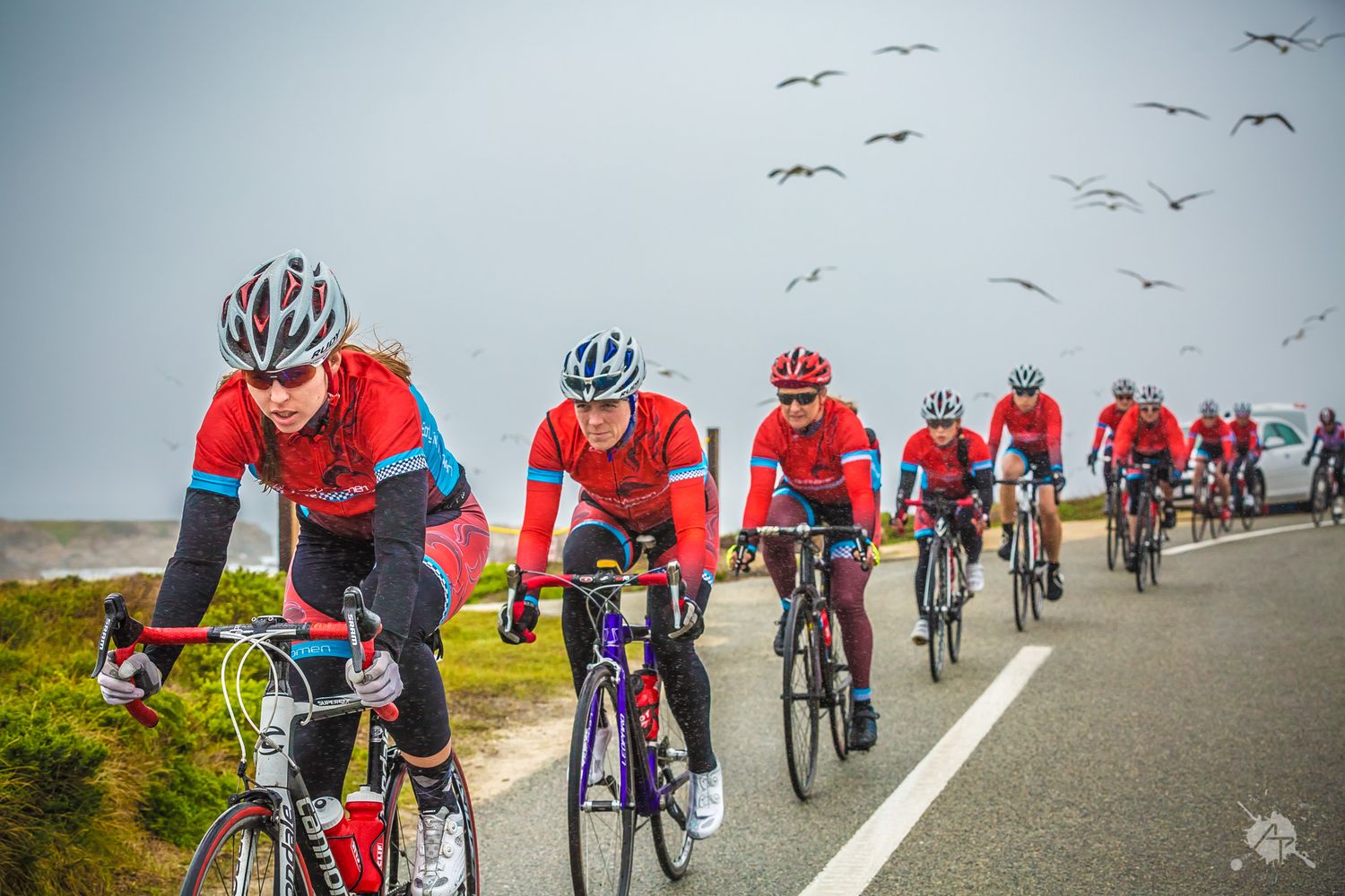 Group of cyclists in red jerseys riding road bikes along a coastal road with seagulls flying overhead.