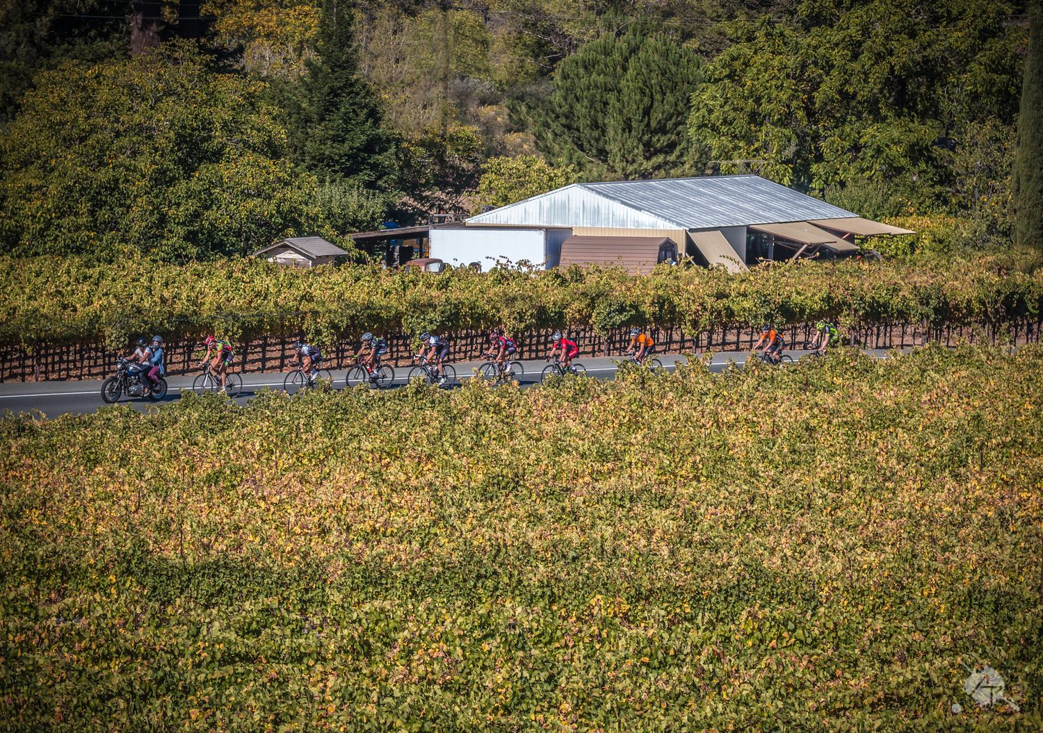 A line of cyclists rides past farmland and buildings during a group bicycle race in a pastoral setting.