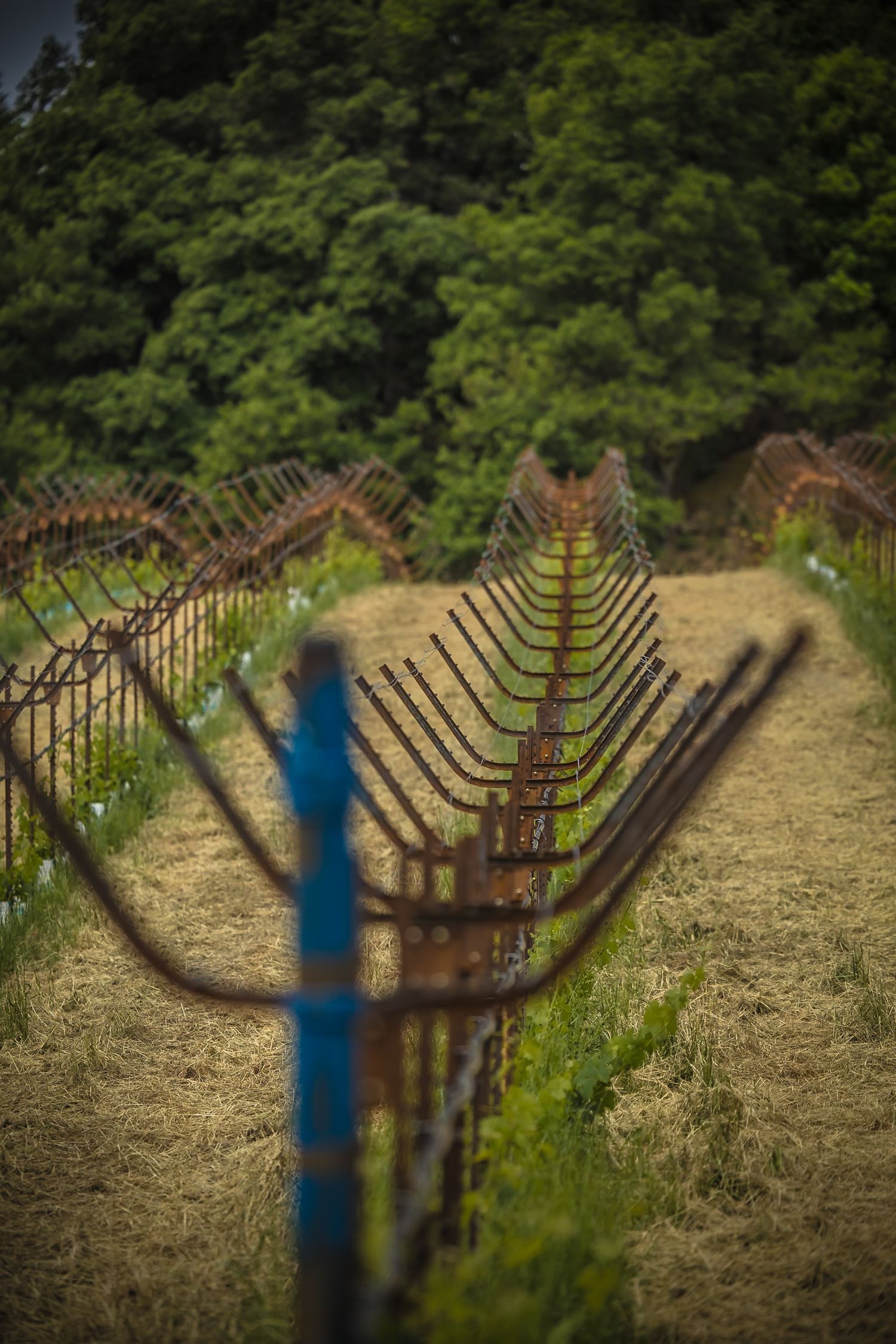 Abstract view of vineyard trellis systems creating geometric patterns against dry ground.