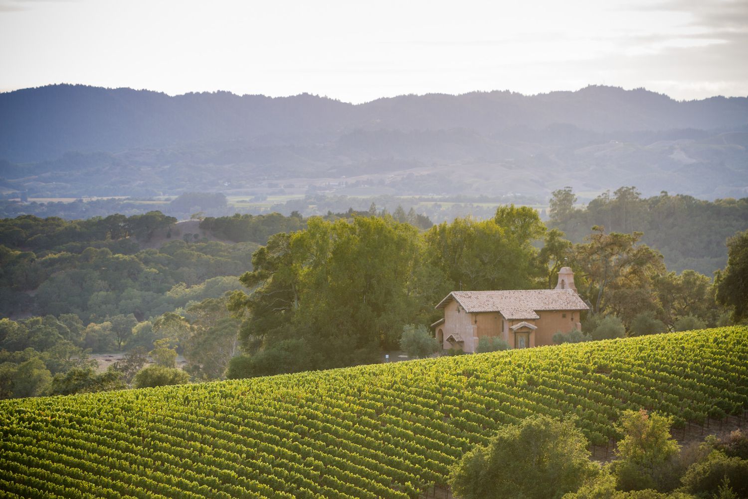Rolling vineyard landscape with small barn nestled among hills at sunset.