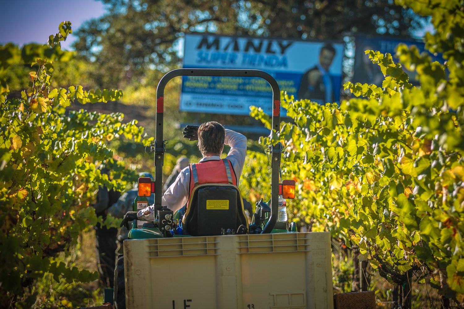 Tractor operator harvesting grapes in a sunny vineyard with yellow foliage.