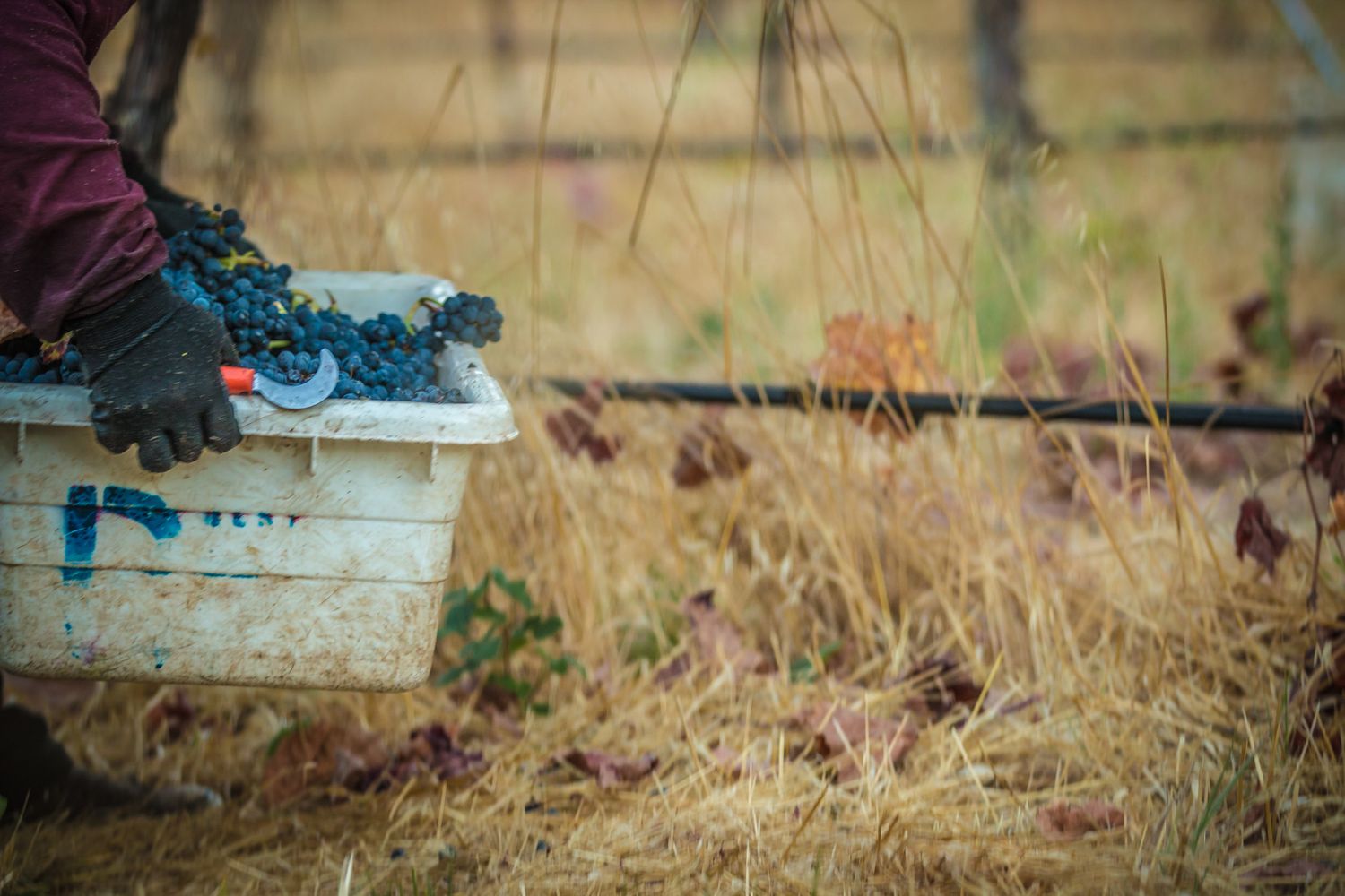 Harvest equipment and crates visible in a sunny vineyard setting.