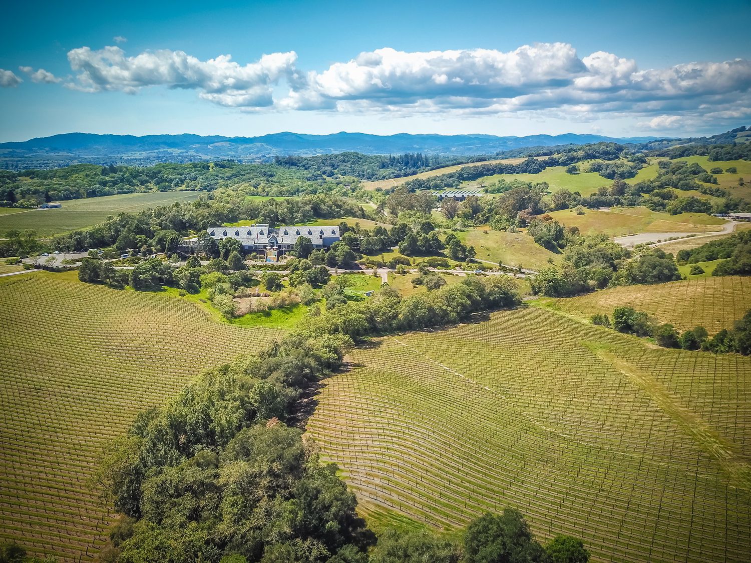 Drone shot of rolling vineyard hills with white buildings and mountains in the distance.