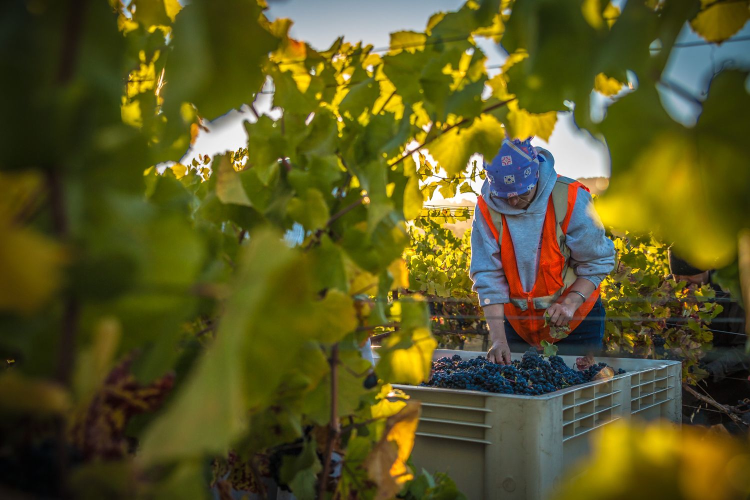 Worker harvesting wine grapes in vineyard during golden hour light.