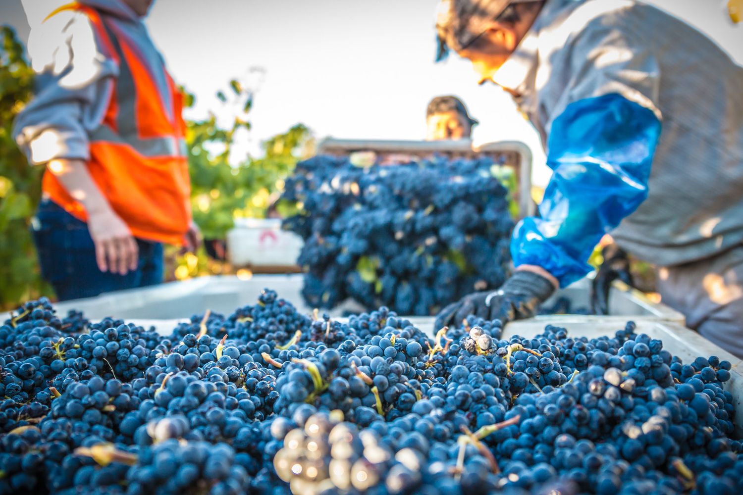Fresh harvested blue wine grapes piled in collection bins during harvest.