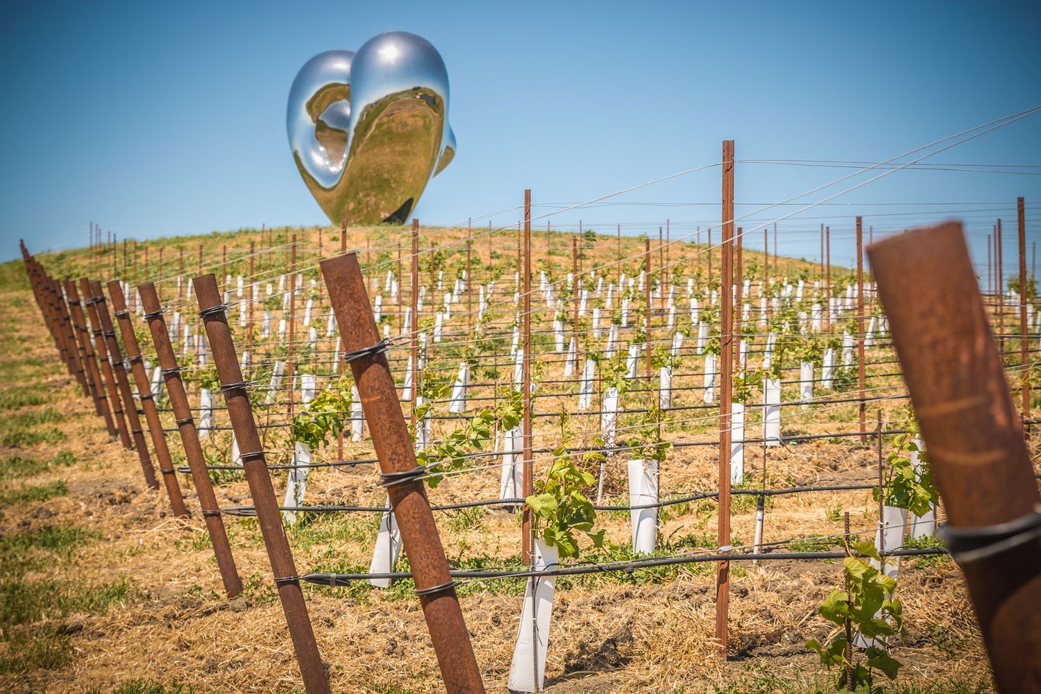 Metal heart sculpture mounted on post among young vineyard vines against blue sky.