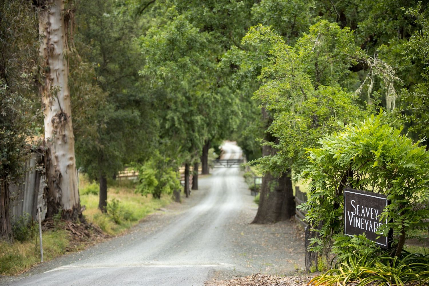Tree-lined gravel driveway leading to a winery with a rustic wooden sign along the path.
