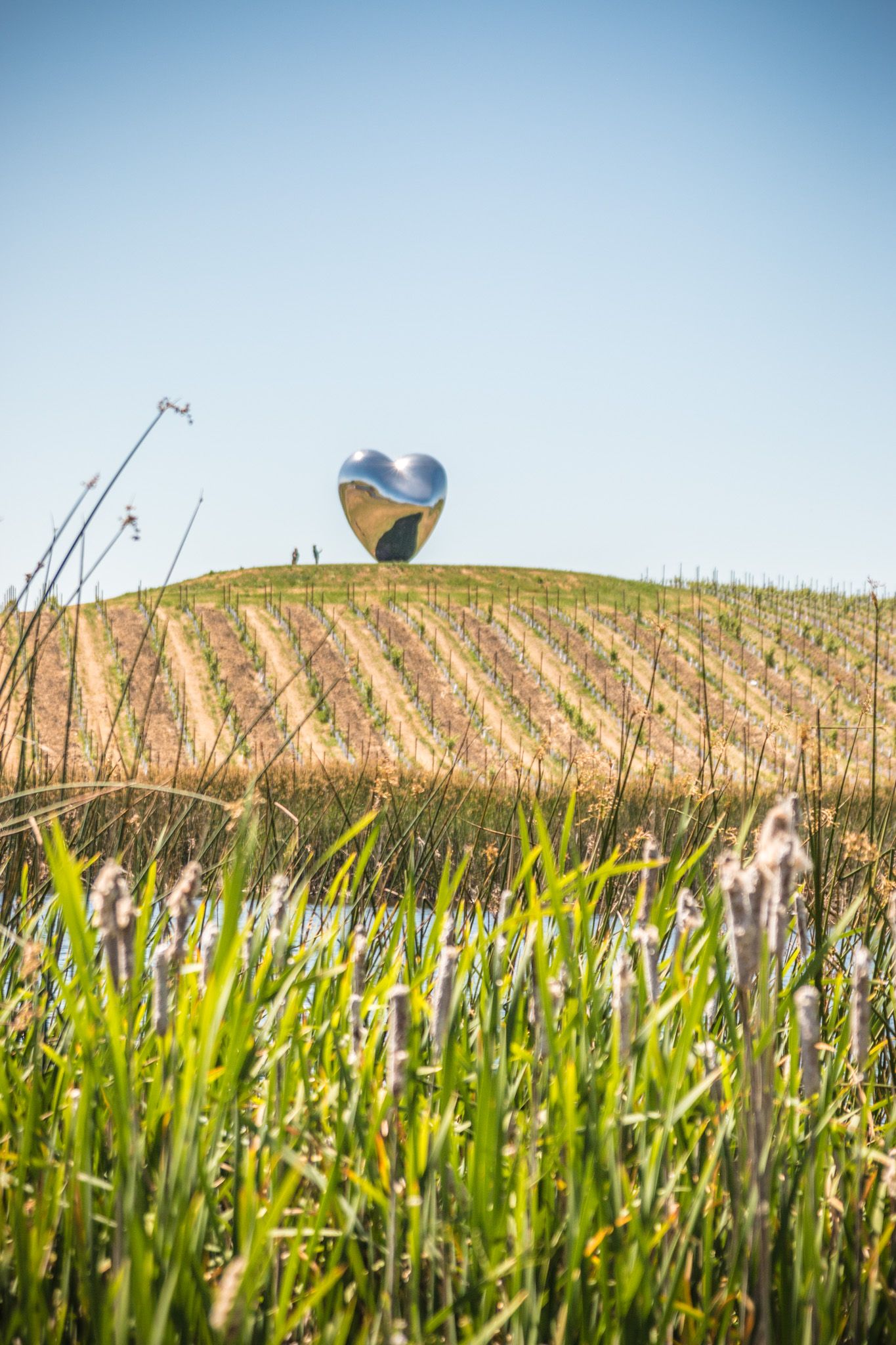 Blue heart sculpture sits atop hill overlooking rows of grapevines.