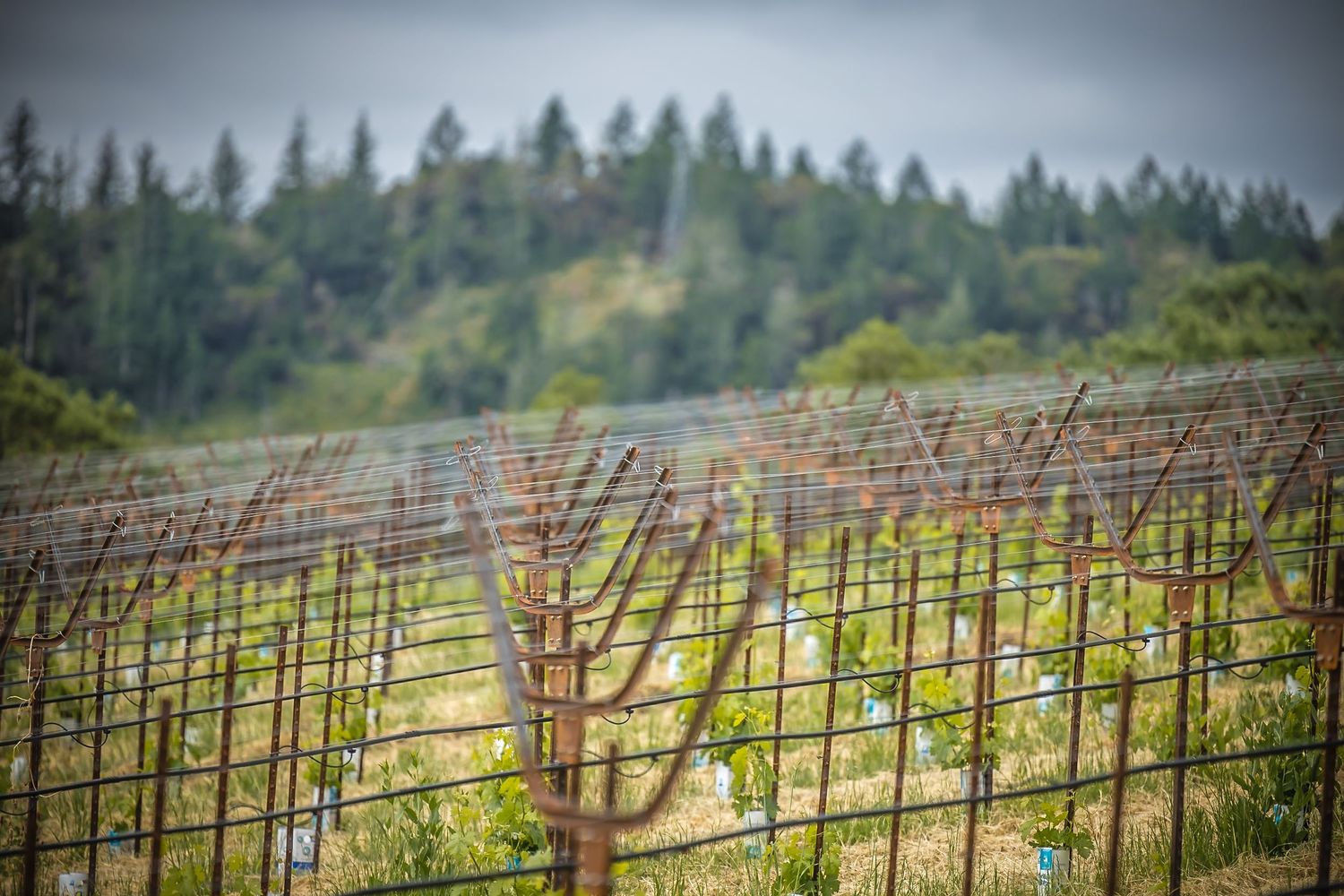 Dormant grapevines in winter arranged in geometric rows against a forested hillside backdrop.