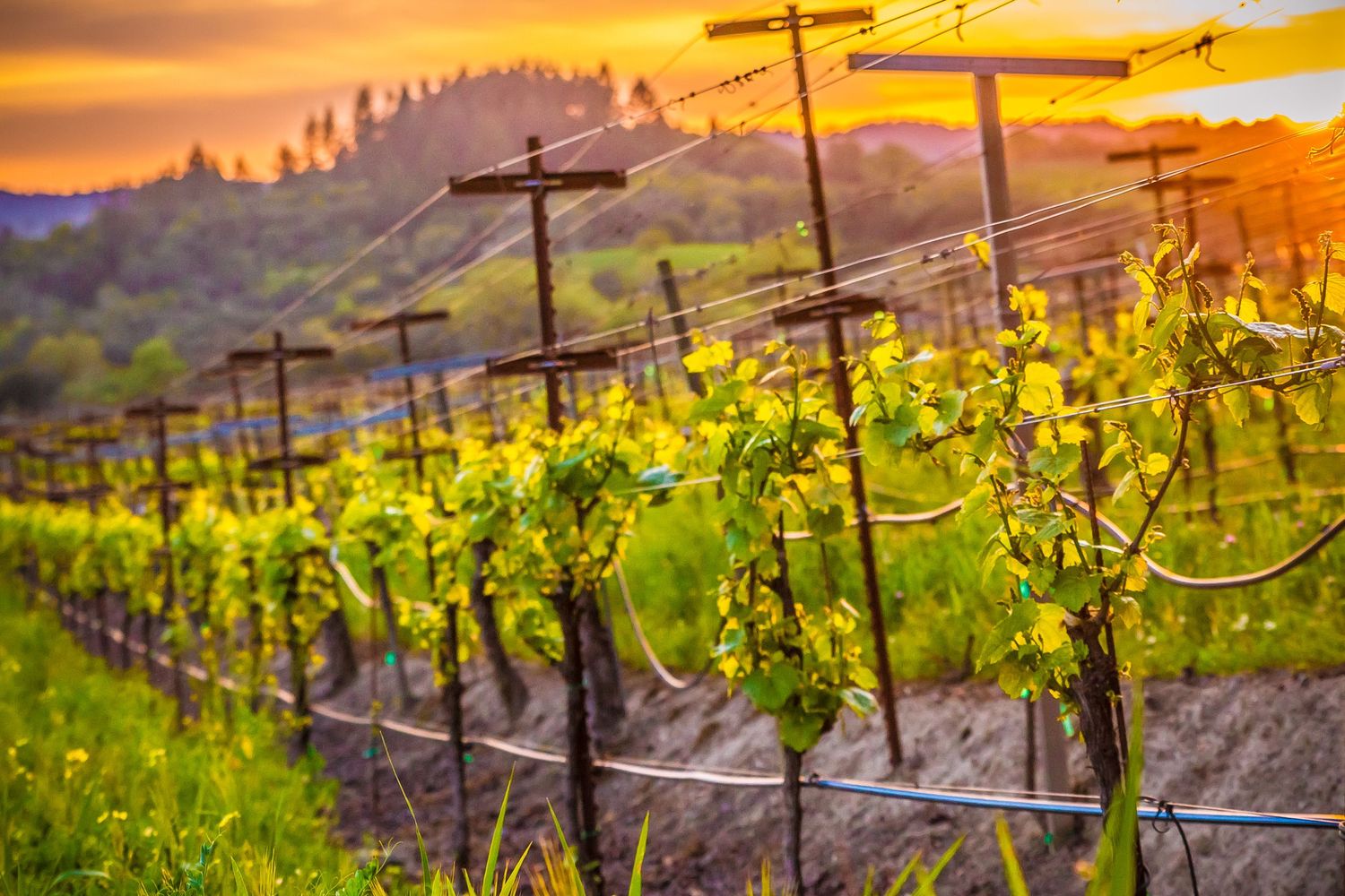 Vineyard rows with wooden posts and green vines glowing in golden sunset light.