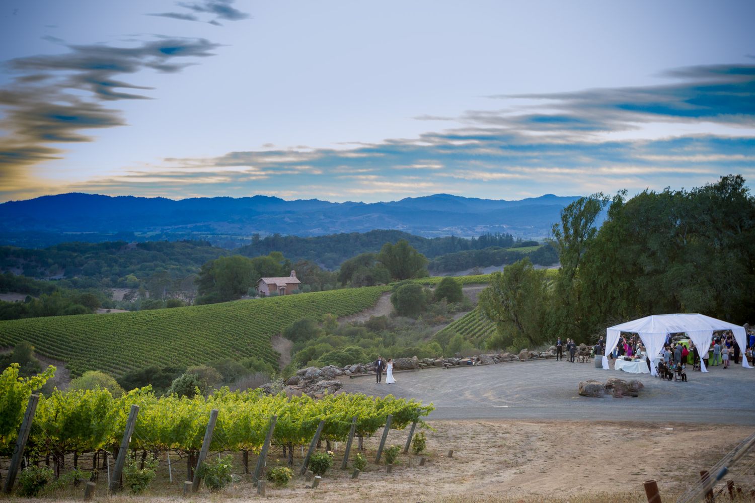 Sunset view of vineyard with white reception tent and mountain backdrop.