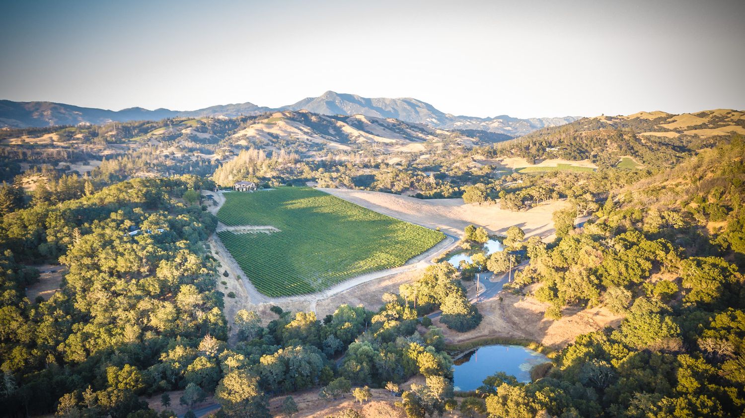 Aerial view of a circular vineyard with a lake and mountains in the background.