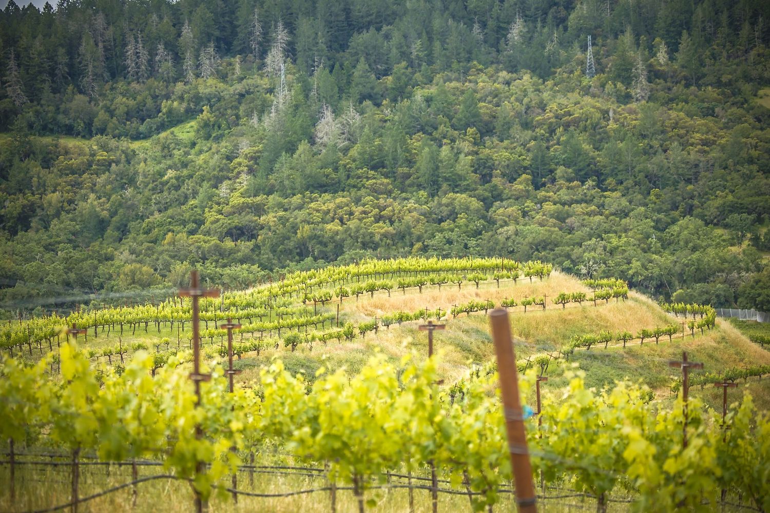 Rolling hillside vineyard with neat rows of grapevines stretching across a sun-lit landscape.