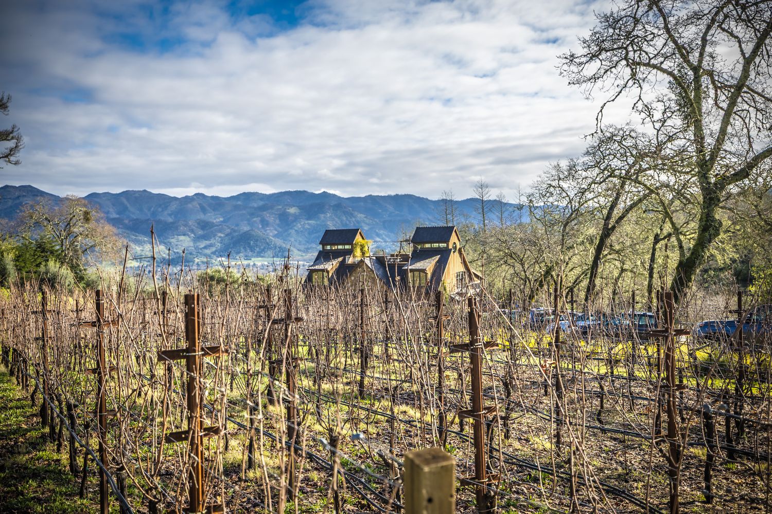 Vineyard landscape with bare vines and wooden structures against mountain backdrop.