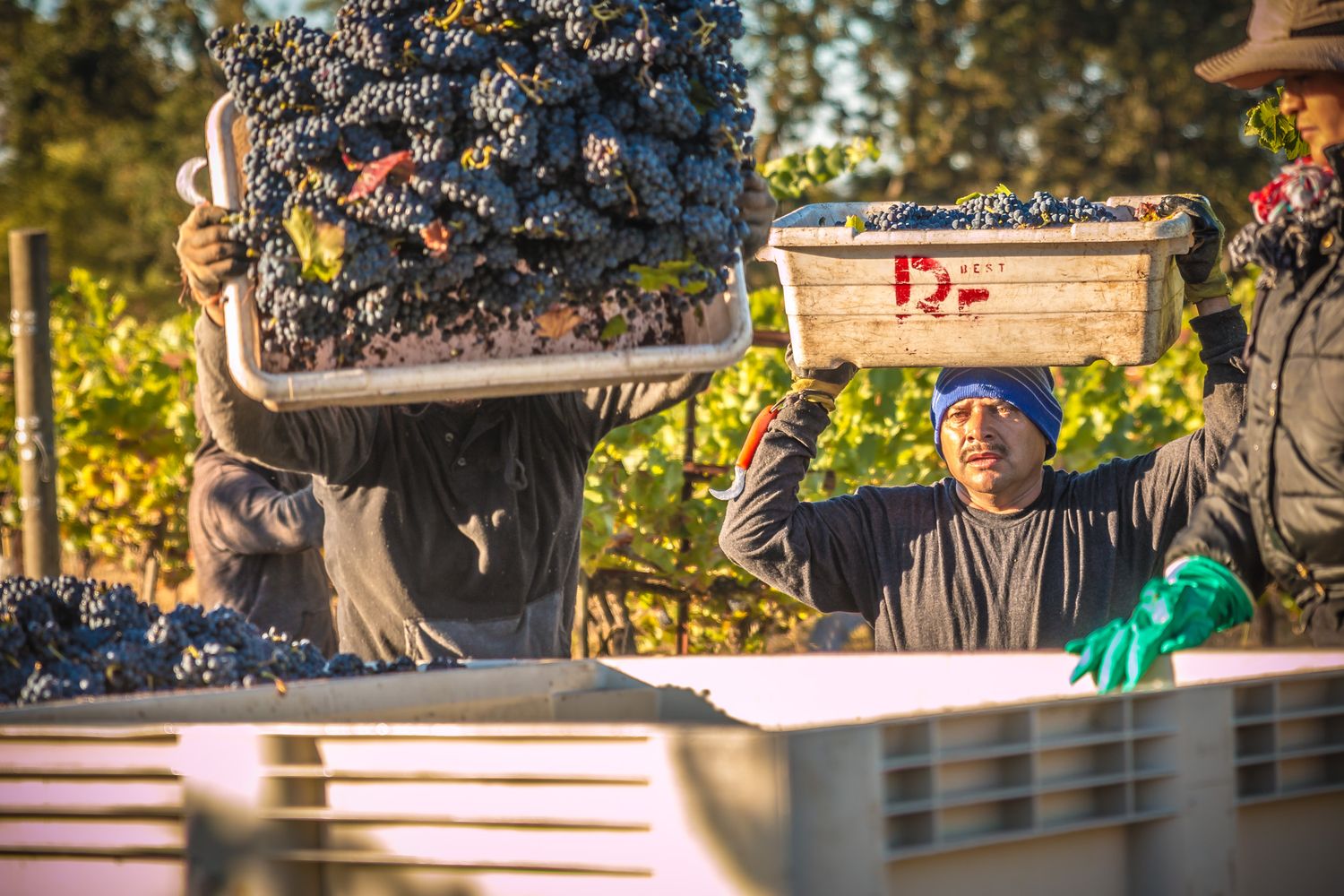 Workers sorting freshly picked wine grapes on sorting table during autumn harvest.