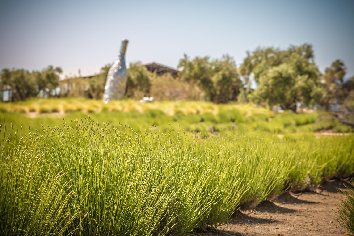 Rows of lavender plants stretch across a vineyard landscape on a sunny day.