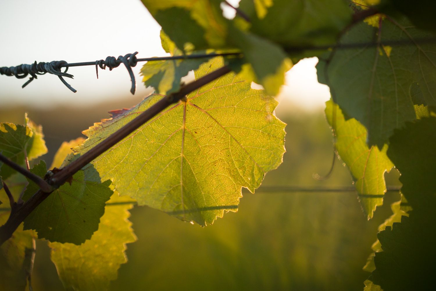 Sunlit grape leaves with water droplets on vine in close-up view.