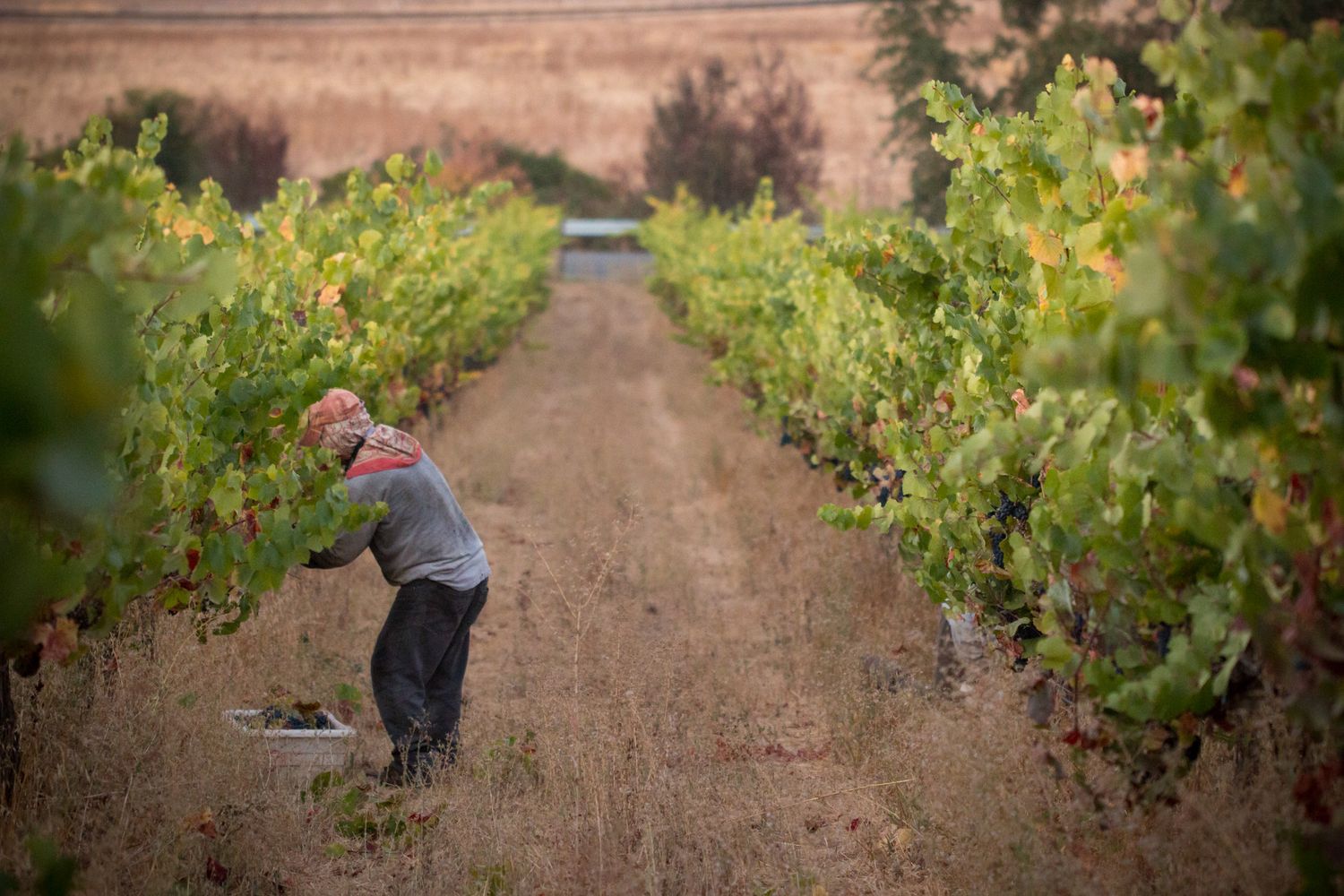 A worker tending to grapevines between rows in a sunlit vineyard.