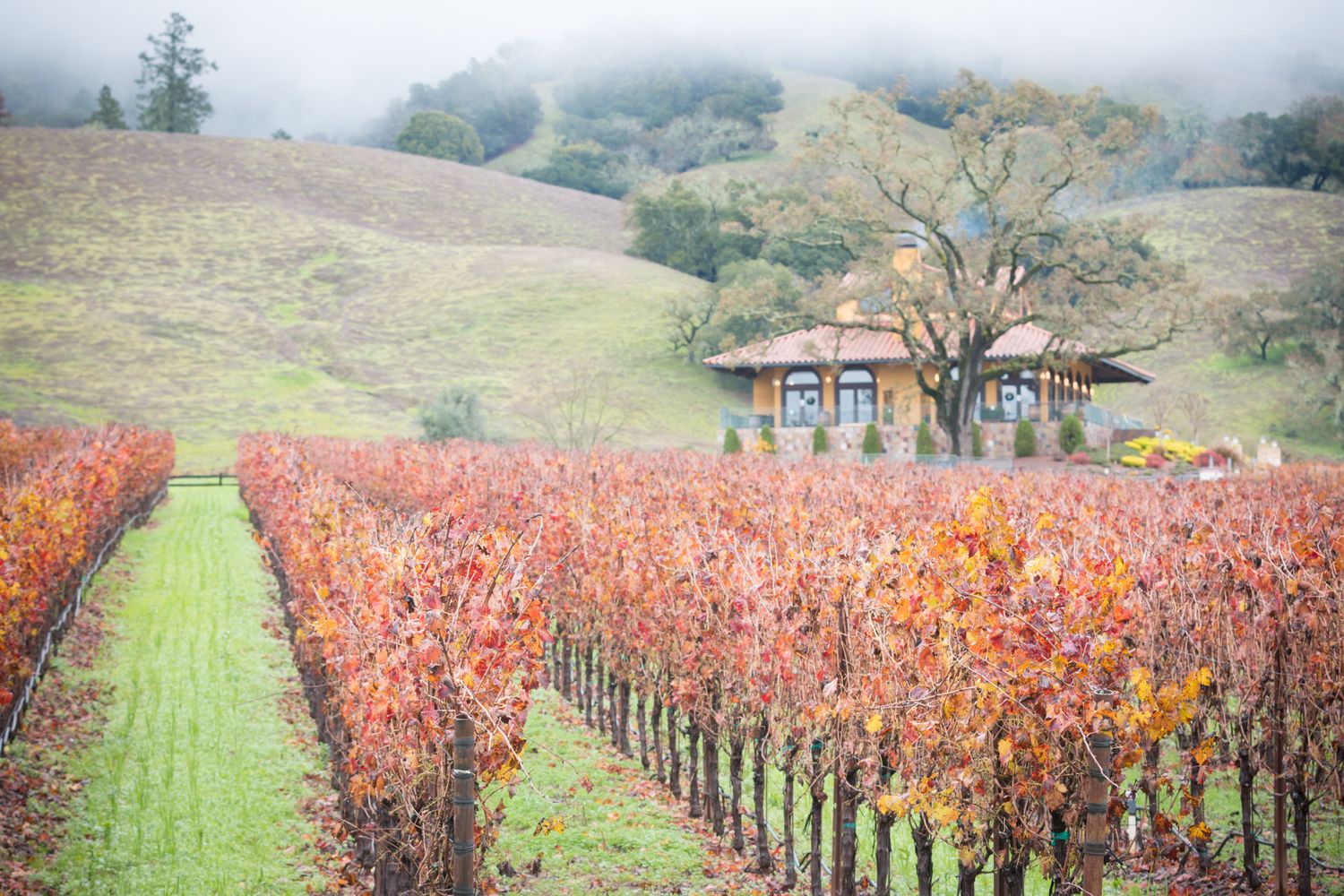 Autumn vineyard with red foliage and grass path leading to small structure in foggy hills.