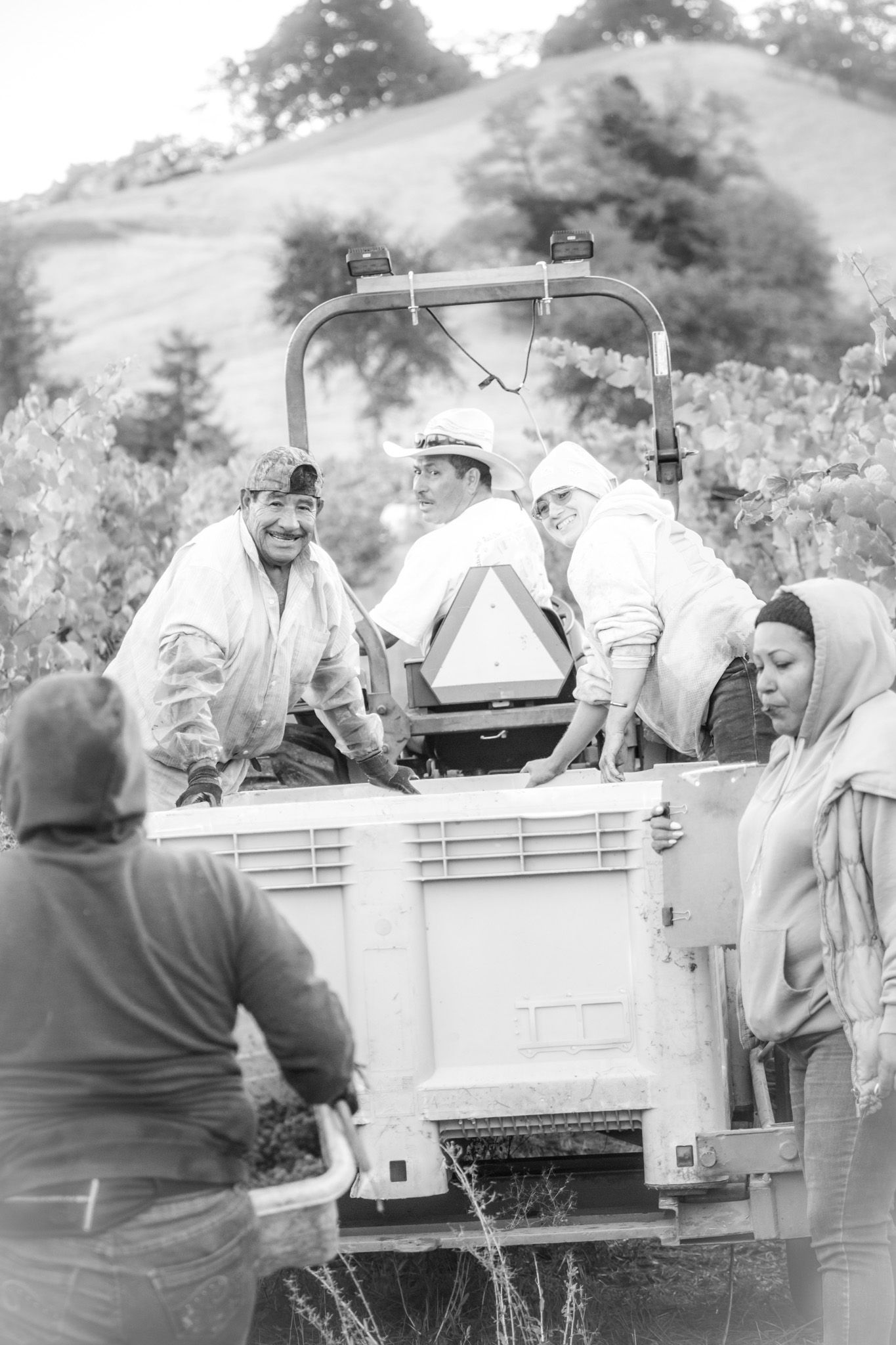 Vineyard workers gathered around a grape harvesting machine during harvest season.