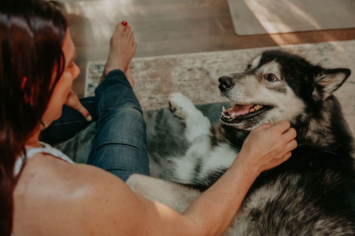 A happy husky dog getting pets and belly rubs while lying on a textured gray rug.