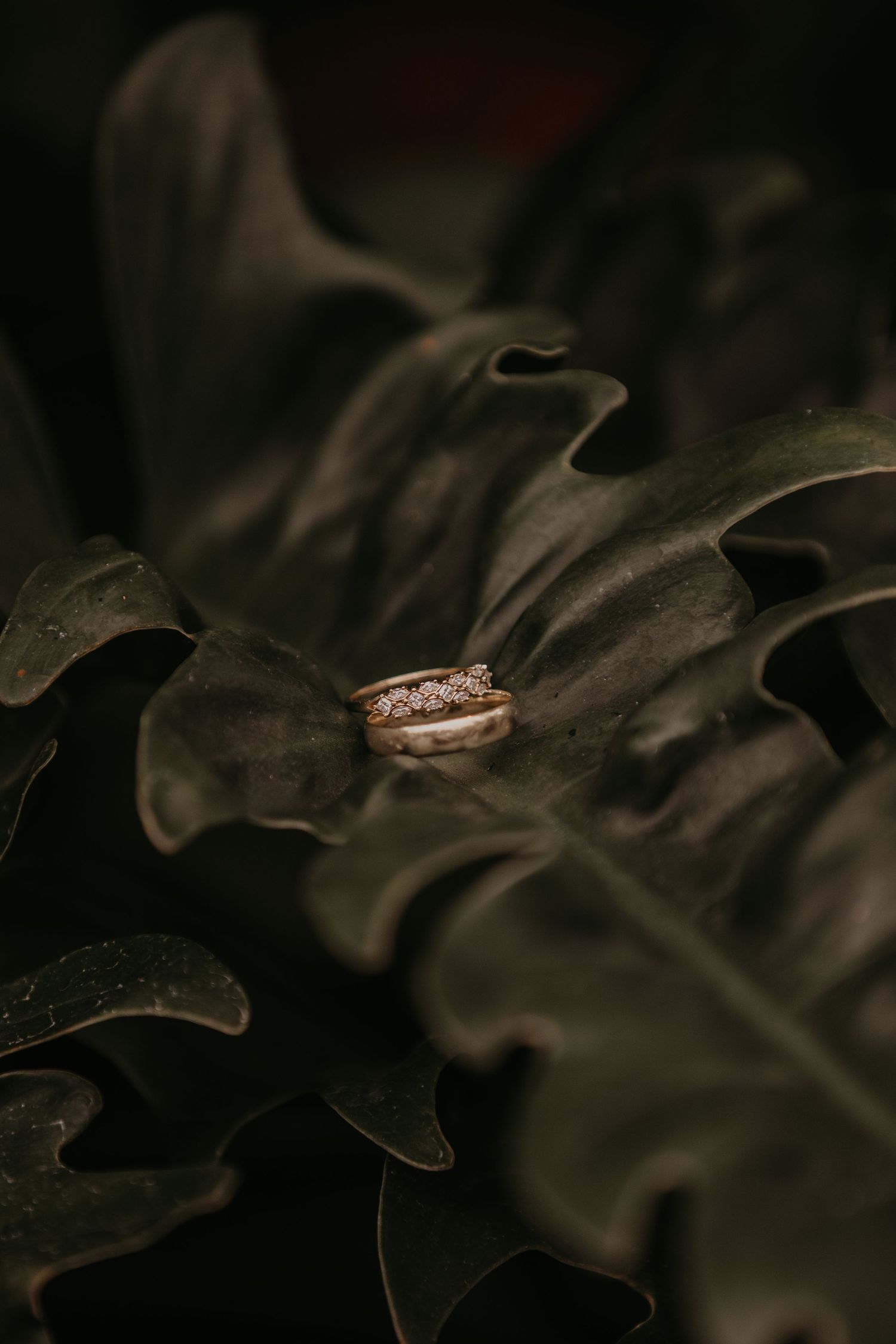 Rose gold wedding ring rests on dark monstera leaves in moody lighting, creating dramatic contrast and ambiance.