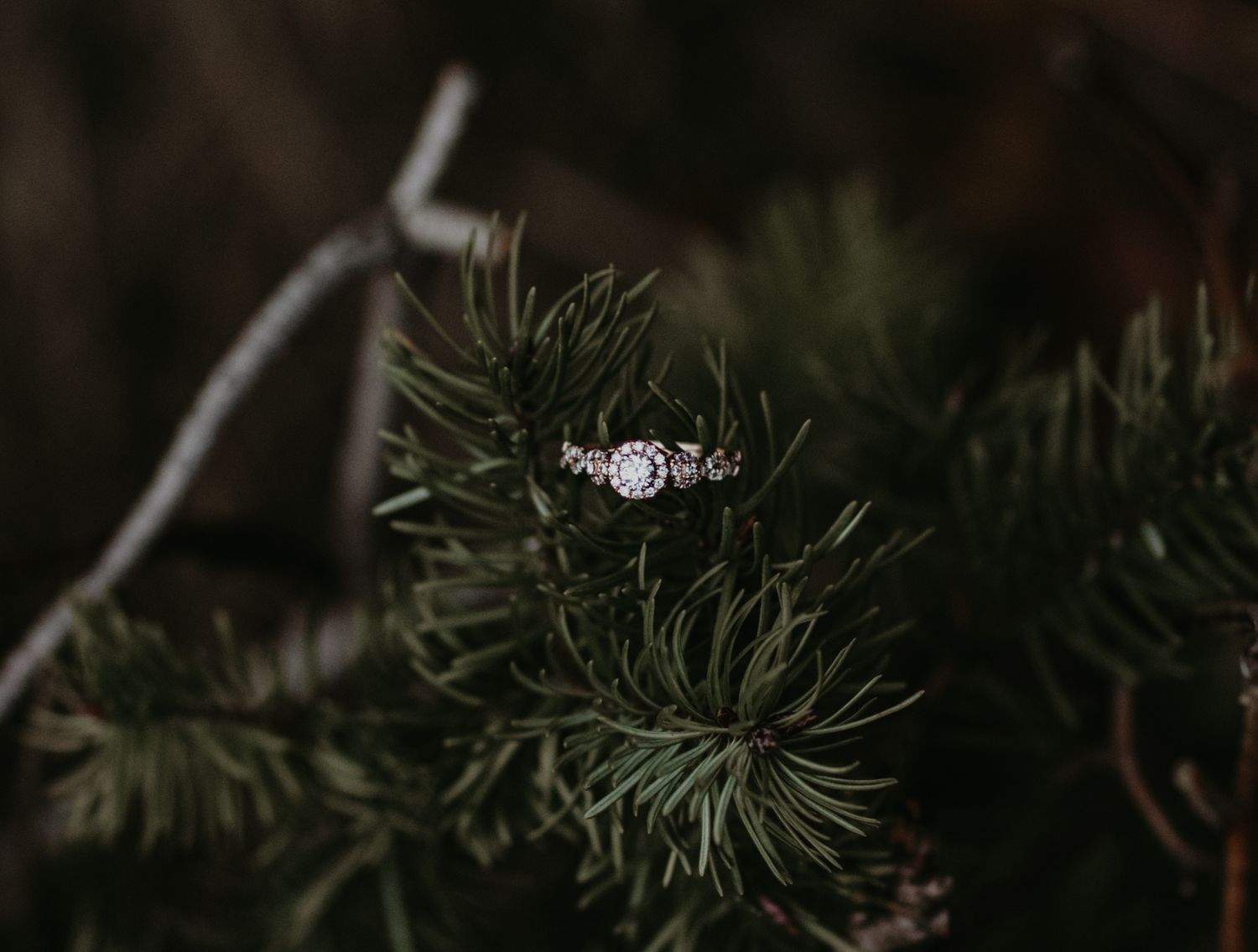 A diamond engagement ring nestled among green pine needles on an evergreen branch in a dark setting.