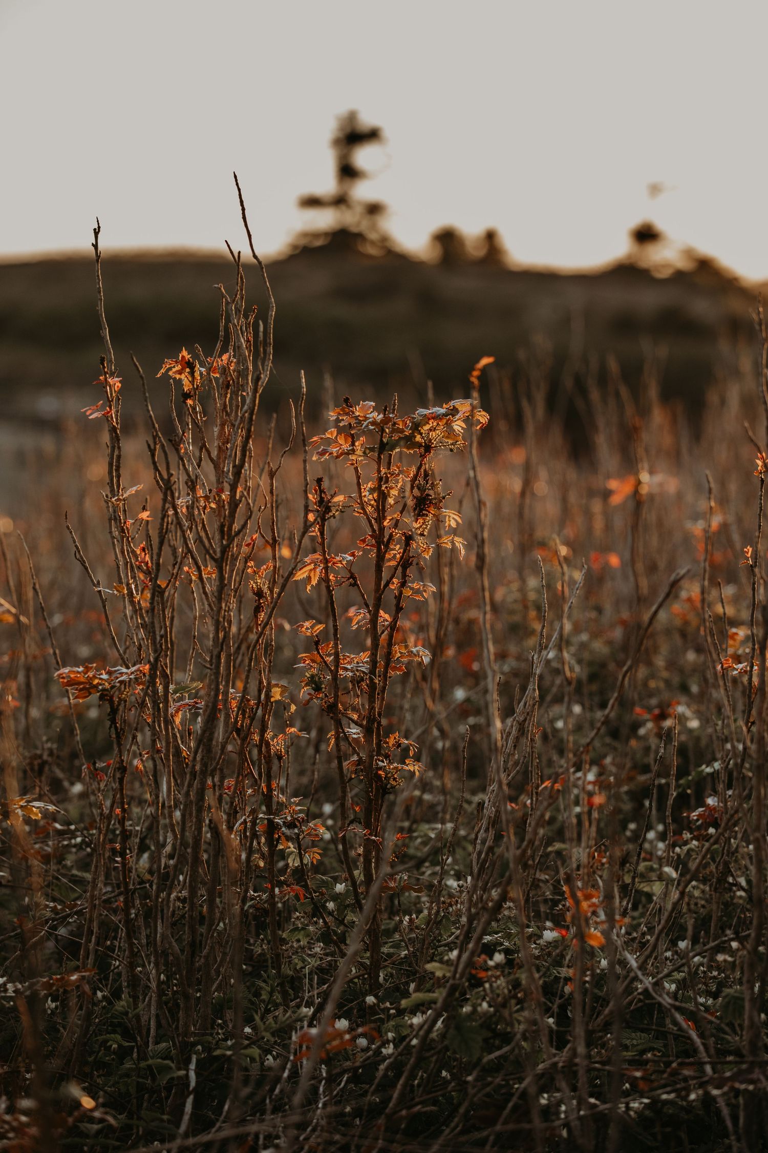 Dried wildflowers and stems silhouetted against a dusky sky at sunset in a rustic meadow.