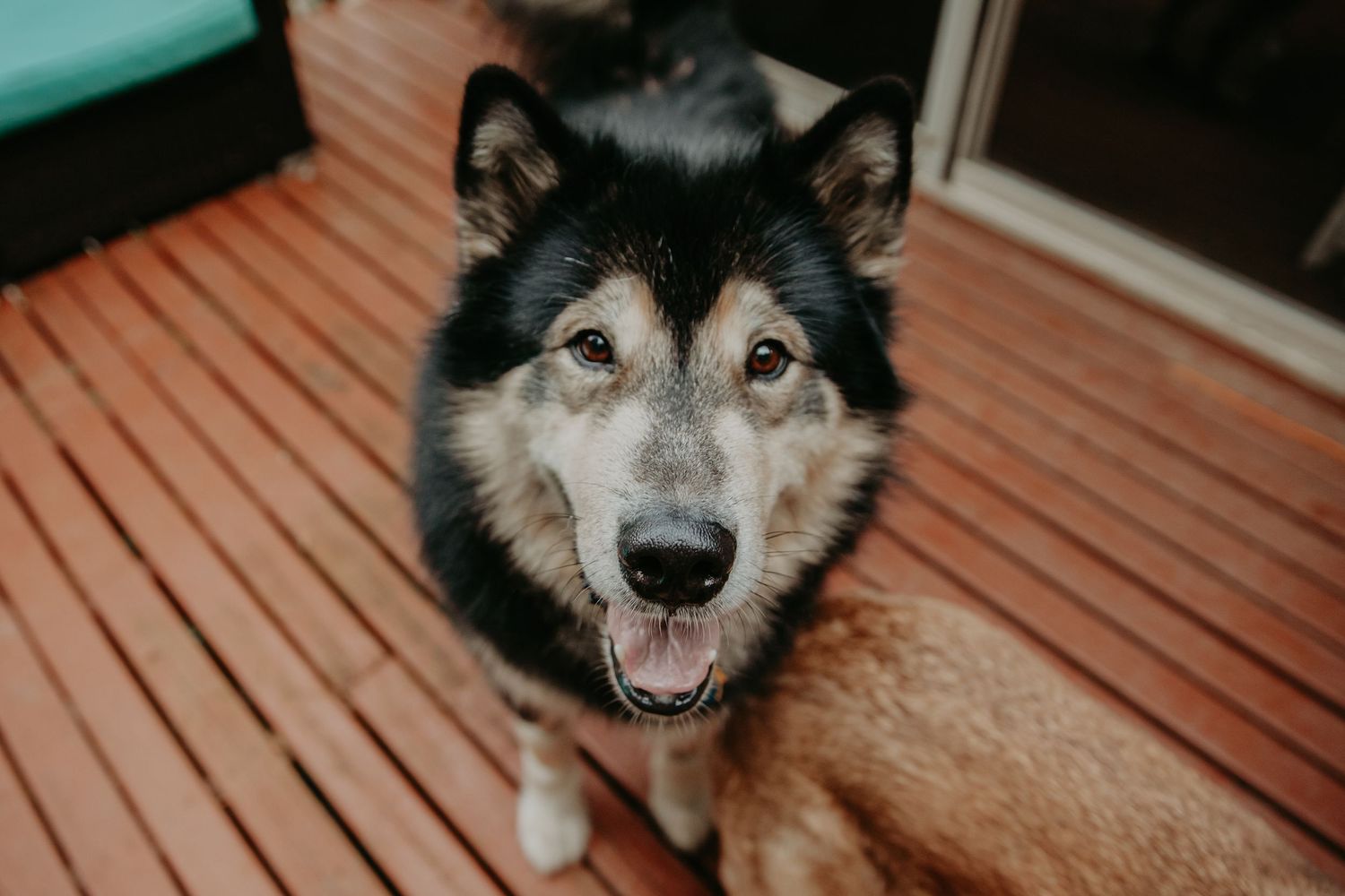 A happy Husky mix dog with black and tan fur smiles at the camera while standing on a wooden deck.