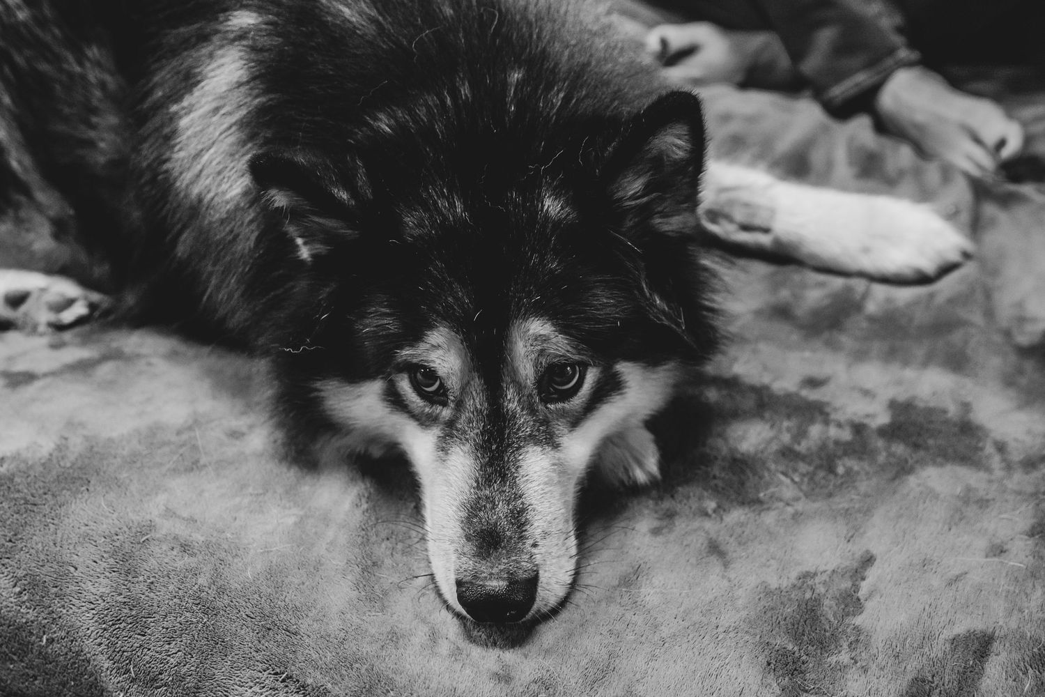 Close-up black and white portrait of a husky dog with intense eyes resting on a grey surface.